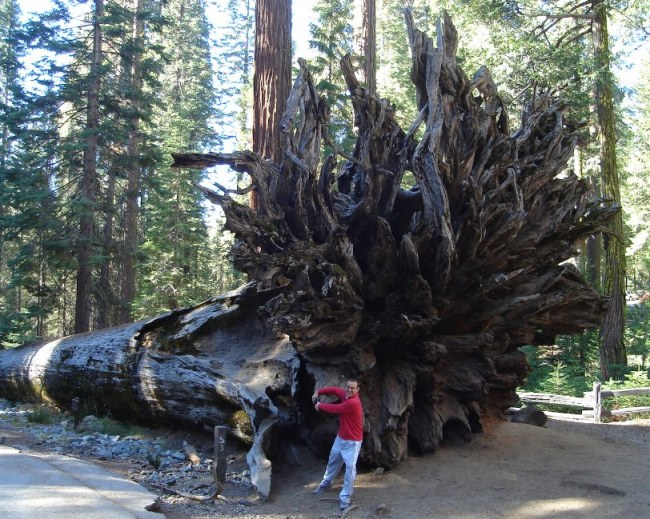 Souvenir de Yosemite