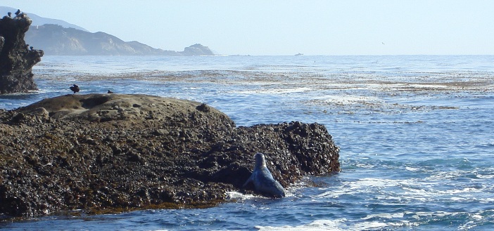 Point Lobos